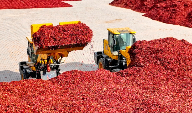 隴拍客|臨澤：萬噸紅辣椒干“走四方”